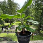 Banana Plants For Sale NJ