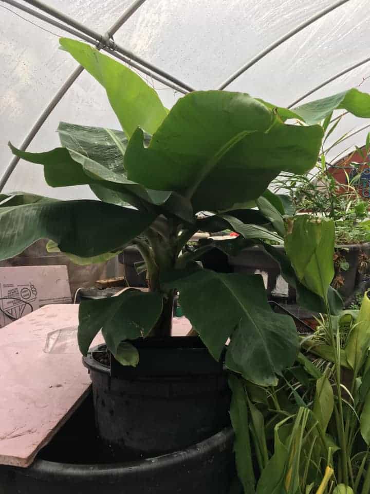 larger Dwarf Cavendish Plant