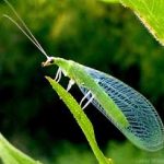 Beneficial Insects - lacewings