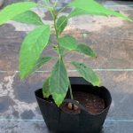 Live Avacado Plants for sale