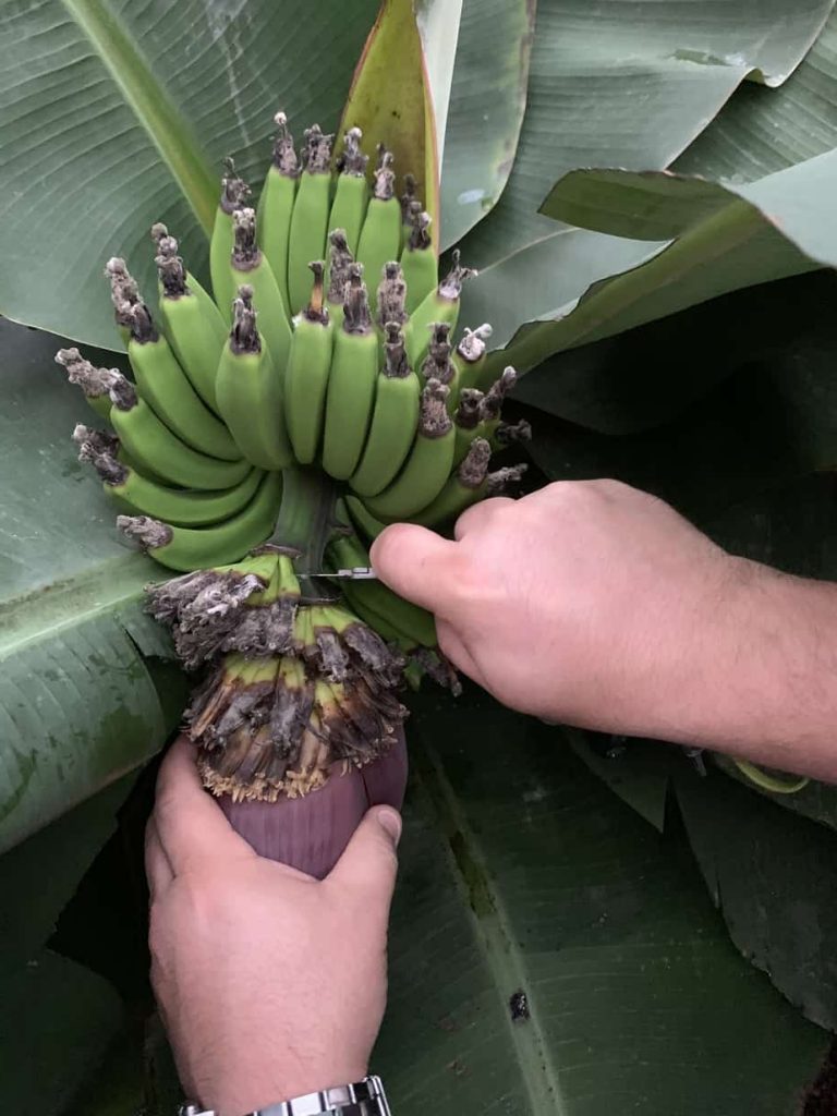 0-27-19-Banana-Blossom-Harvest
